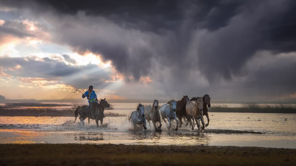 Wild Horses Golden Gallop by tianhuayu — canvas wall art