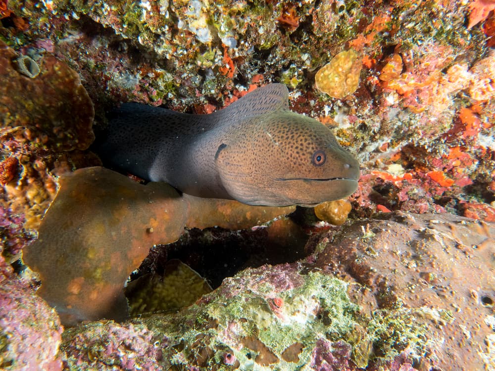 Watchful Moray Eel by Ilan Ben Tov — canvas wall art