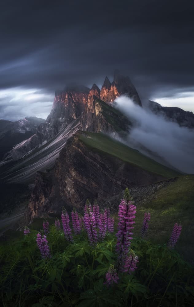 Dramatic Mountain Lupines by NingYun Ye — canvas wall art