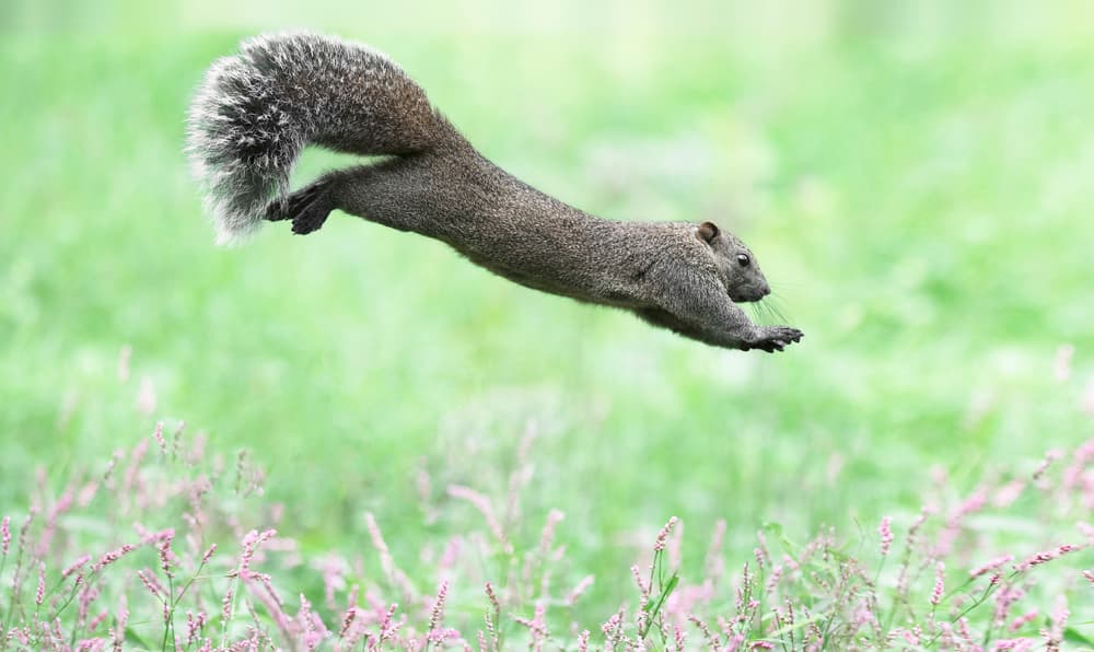 Leaping Squirrel by Takashi Suzuki — canvas wall art
