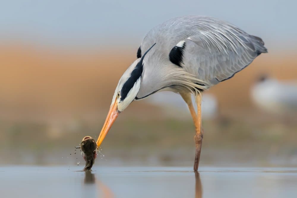 Grey Heron Fishing Action by Jun Zuo — canvas wall art