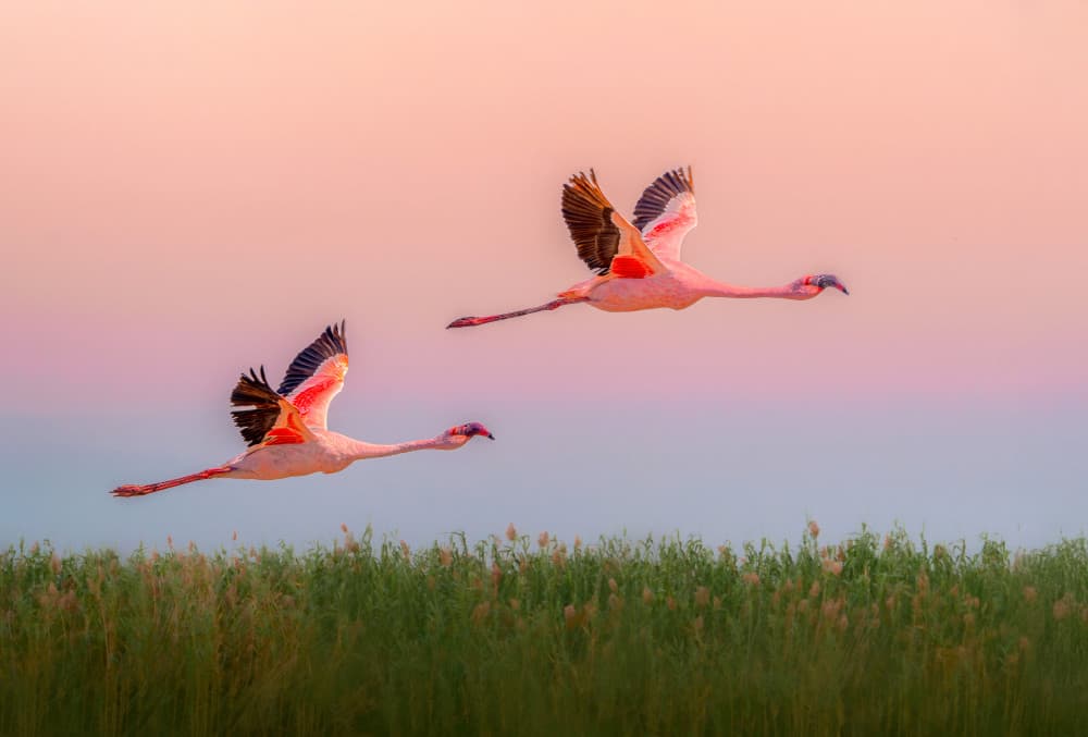 Pink Flamingos Flying by Nichole Chen — canvas wall art