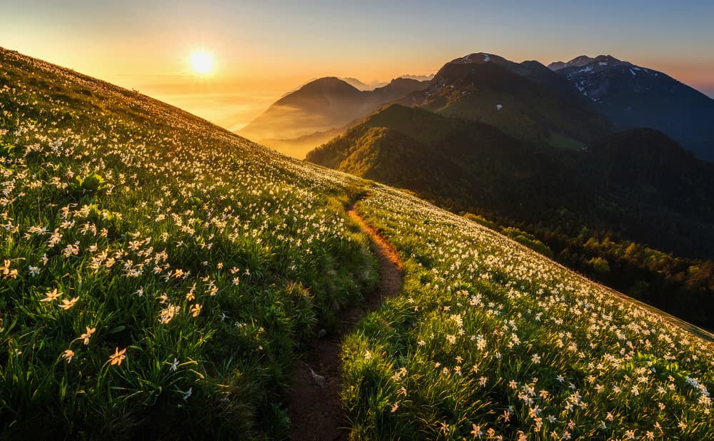 Flowering Mountain Path by Ales Krivec — canvas wall art