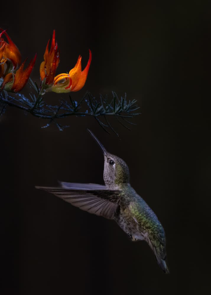 Hummingbird and Orange Bloom by Bill Lu — canvas wall art
