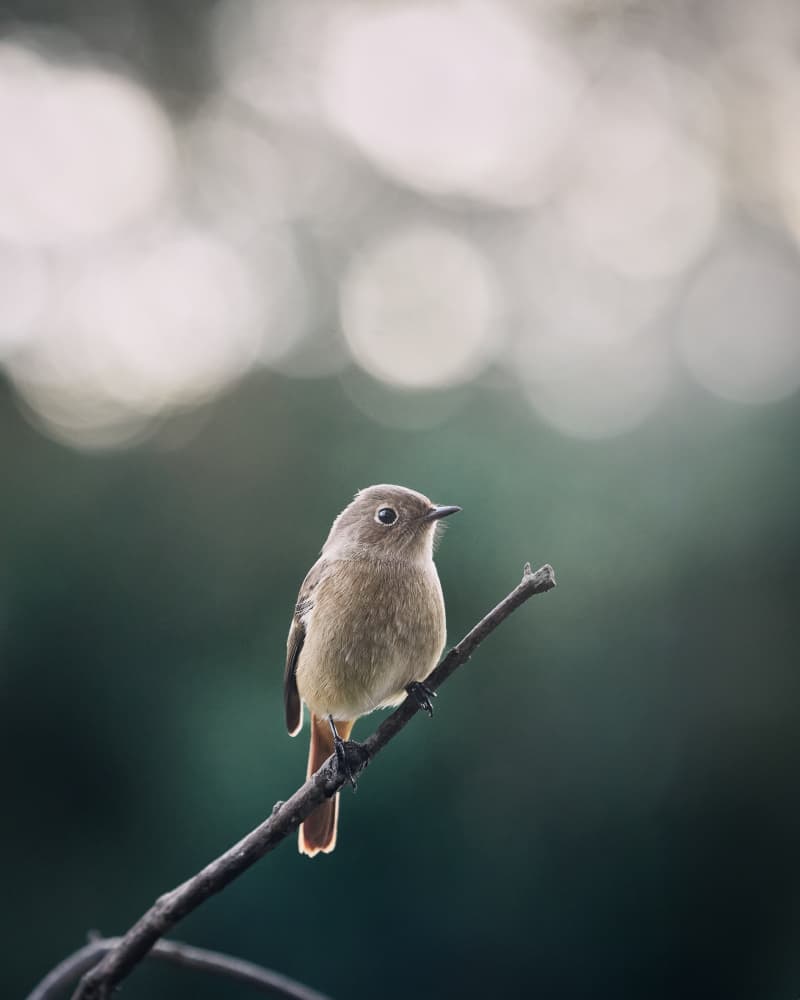 Peaceful Perch by Takiko Hirai — canvas wall art