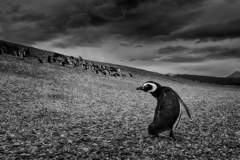 Penguins On Rocky Shore by Peter Svoboda MQEP — canvas wall art
