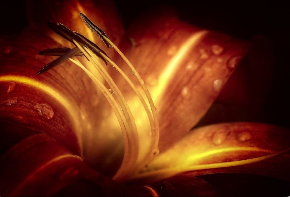 Fiery Floral Glow by Anna Cseresnjes — canvas wall art