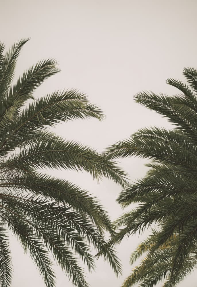 Tropical Palm Fronds by Courtney Crane — canvas wall art