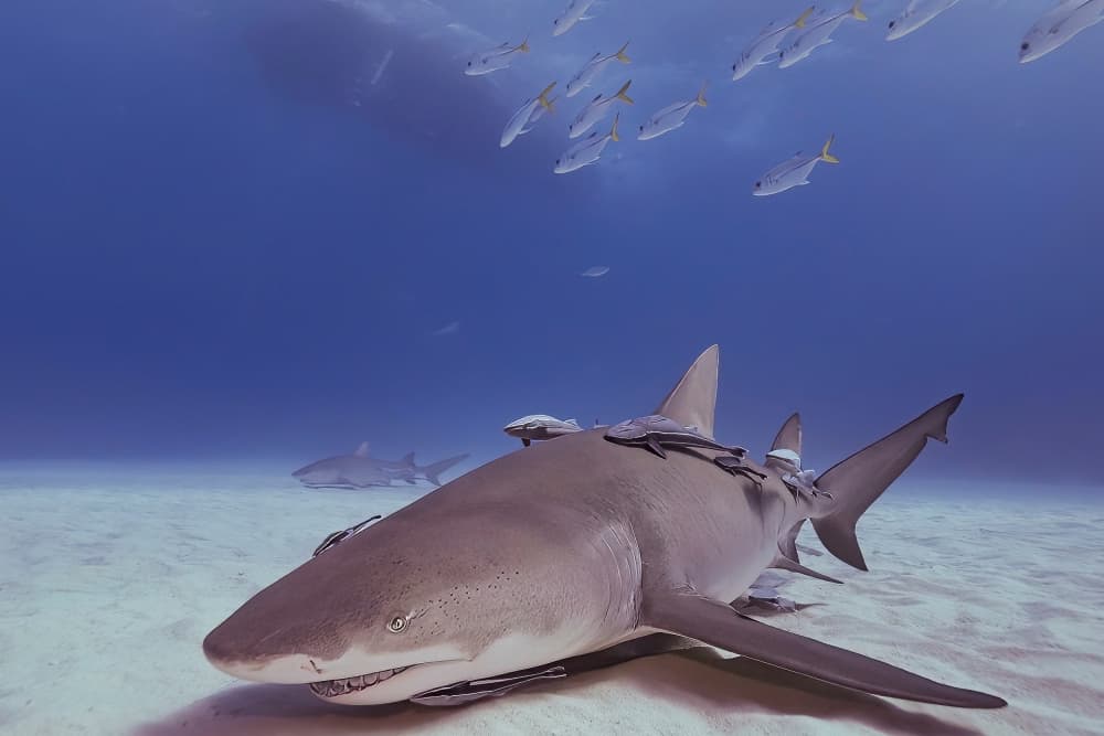 Peaceful Ocean Shark by Serge Melesan — canvas wall art