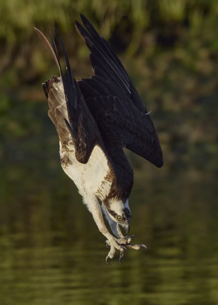 Osprey Hunting Dive by Johnny Chen — canvas wall art