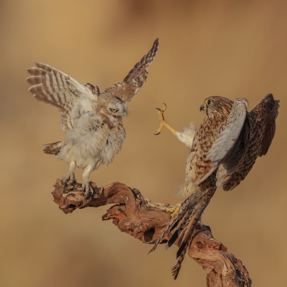 Owl Kestrel Confrontation by David Manusevich — canvas wall art