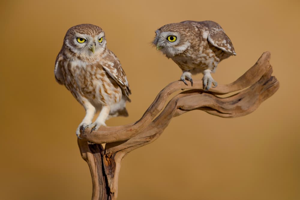 Watchful Little Owls by David Manusevich — canvas wall art
