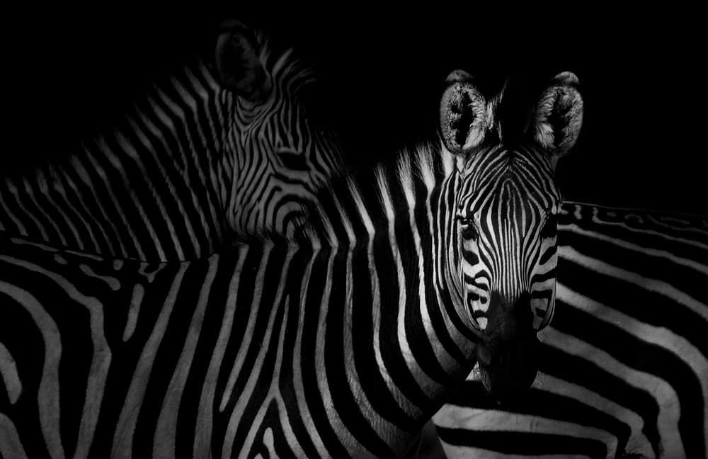 Zebras in Darkness by Antonio Grambone — canvas wall art