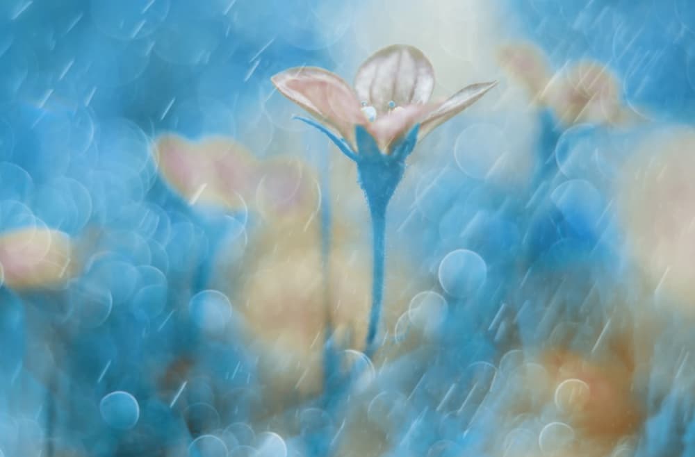 Dreamy Blue Bloom by Delphine Devos — canvas wall art