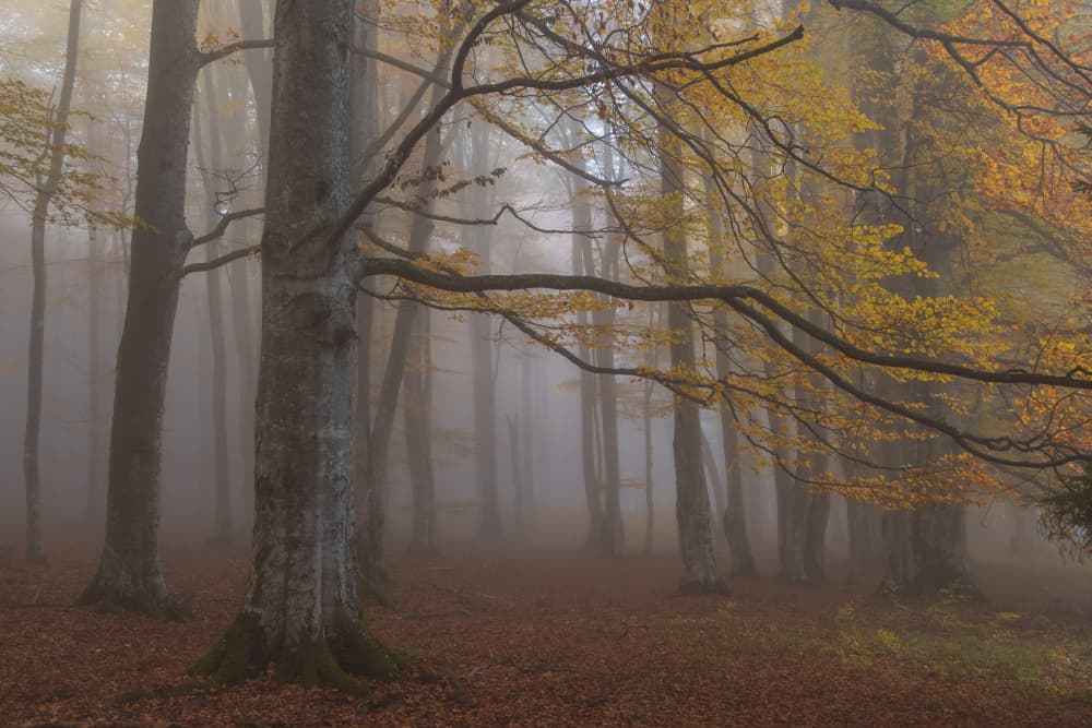 Misty Autumn Forest by Alexandru Ionut Coman — canvas wall art