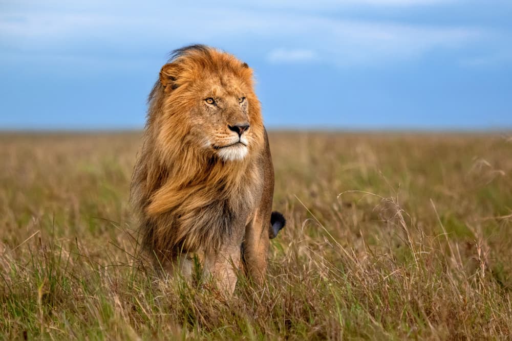 King of the Savanna by Xavier Ortega — canvas wall art