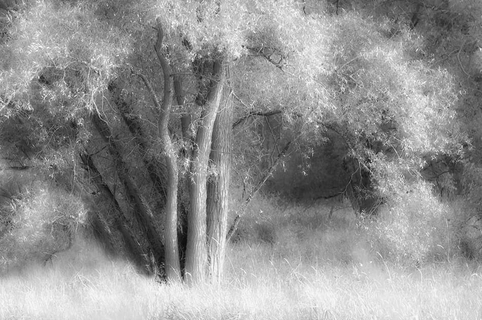 Dreamy Infrared Forest by Hilde Ghesquiere — canvas wall art