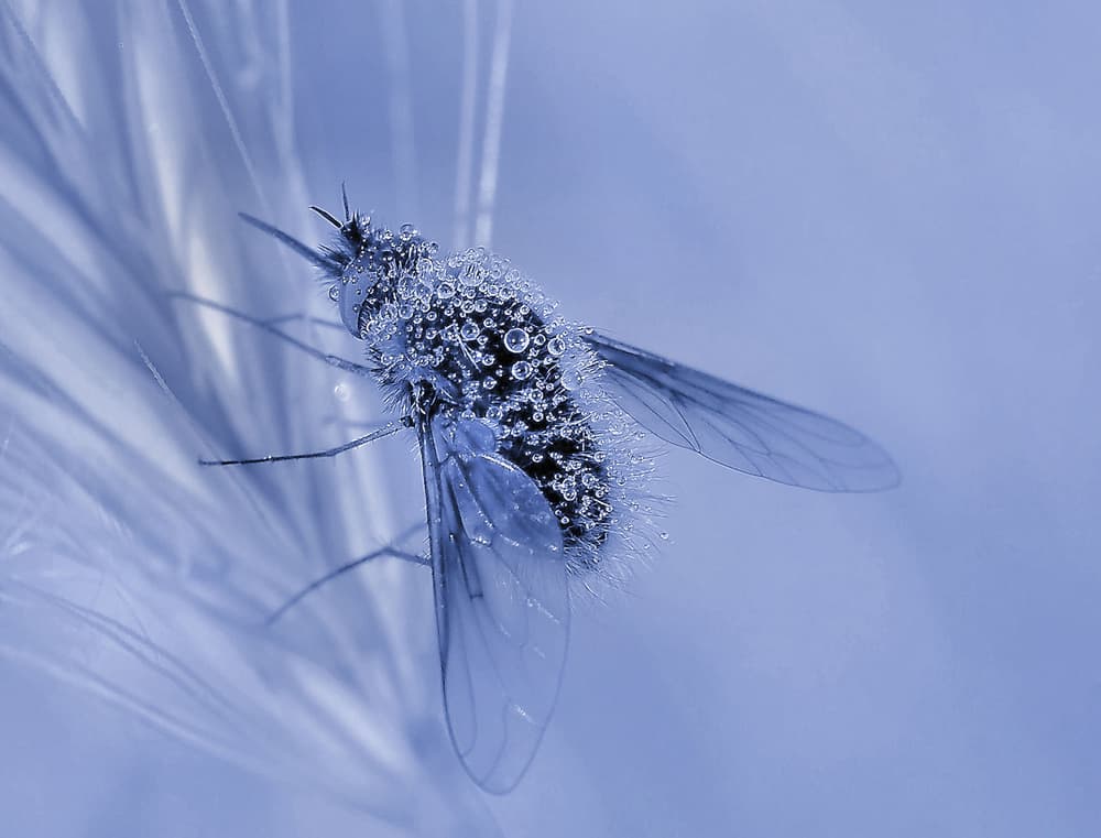 Dewy Blue Insect by Thierry Dufour — canvas wall art