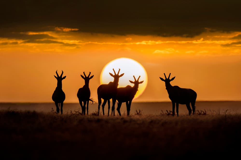 Safari Sunset Silhouettes by Xavier Ortega — canvas wall art