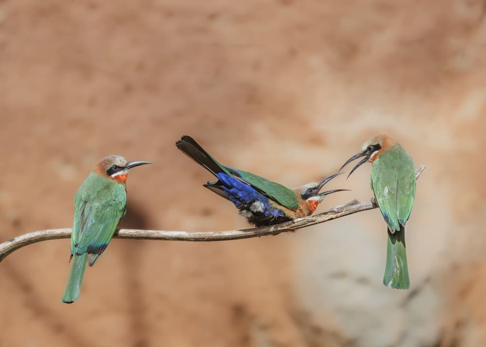 Three Lively Bee Eaters by Taksing (吉星高照) — canvas wall art