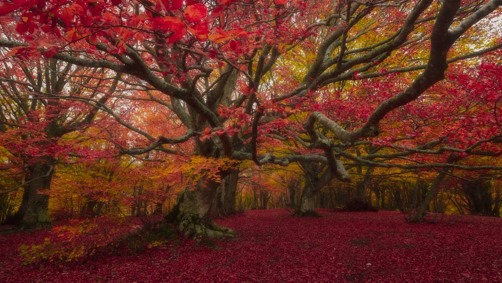 Enchanted Red Forest by Roberto Marchegiani — canvas wall art