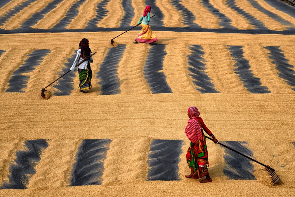 Women Raking Golden Rice by Avishek Das — canvas wall art
