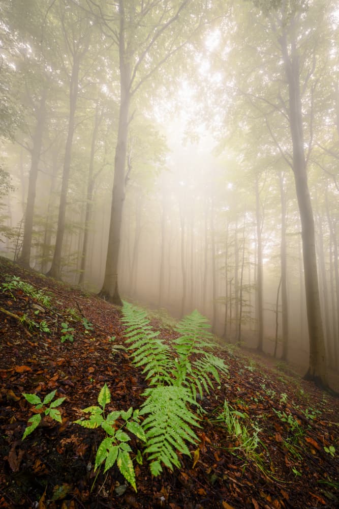 Misty Forest Ferns by Franco Ameli — canvas wall art