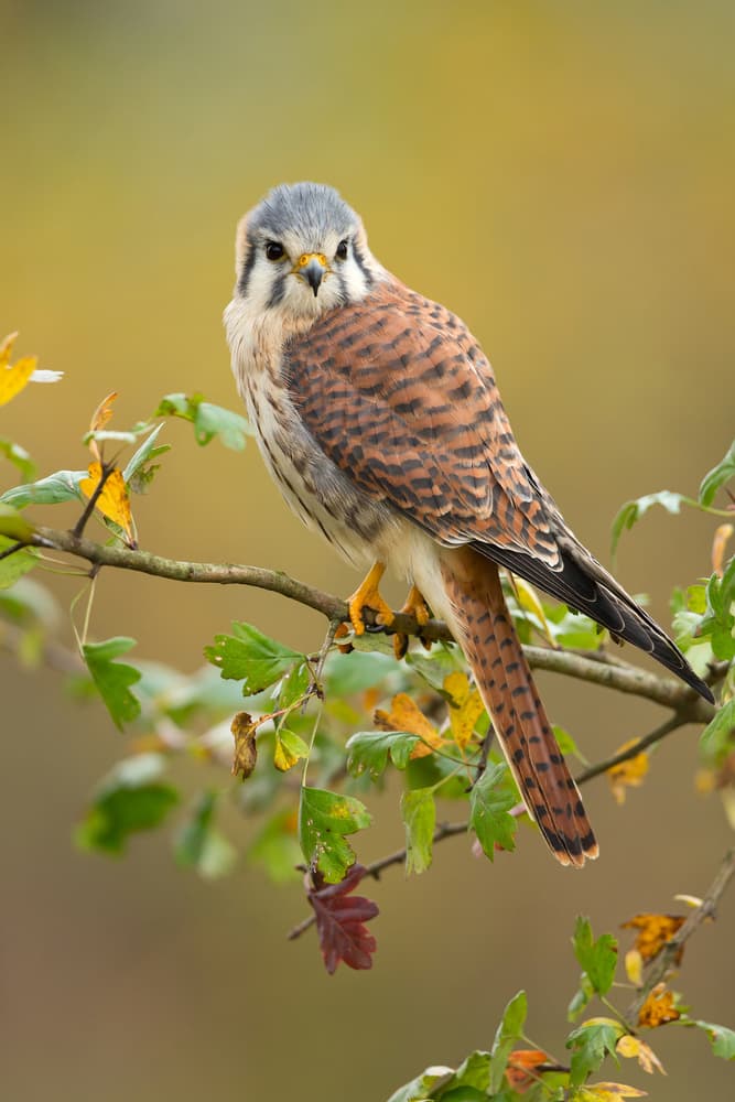 American Kestrel Autumn Watch by Milan Zygmunt — canvas wall art