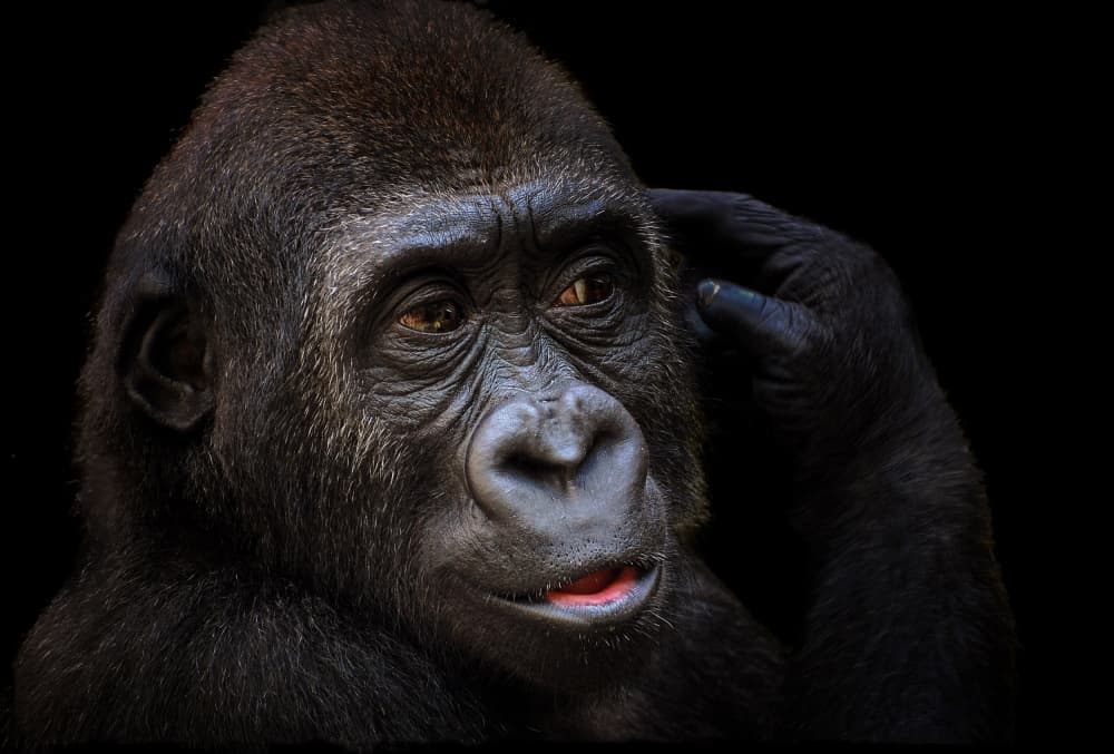 Thoughtful Gorilla Portrait by Stephan Rückert — canvas wall art