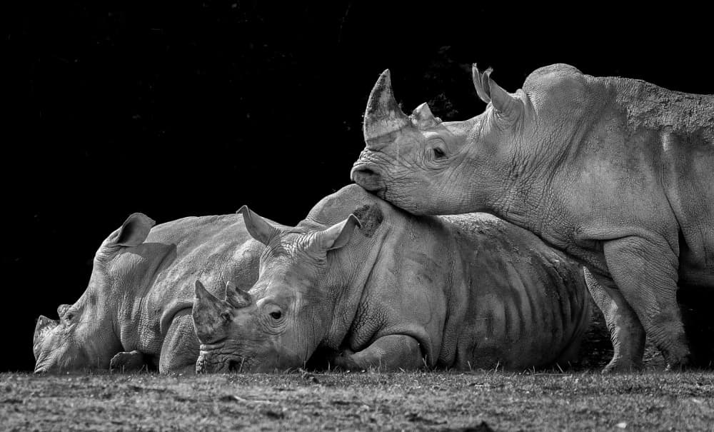 Majestic Rhino Family by Juan I. Cuadrado — canvas wall art