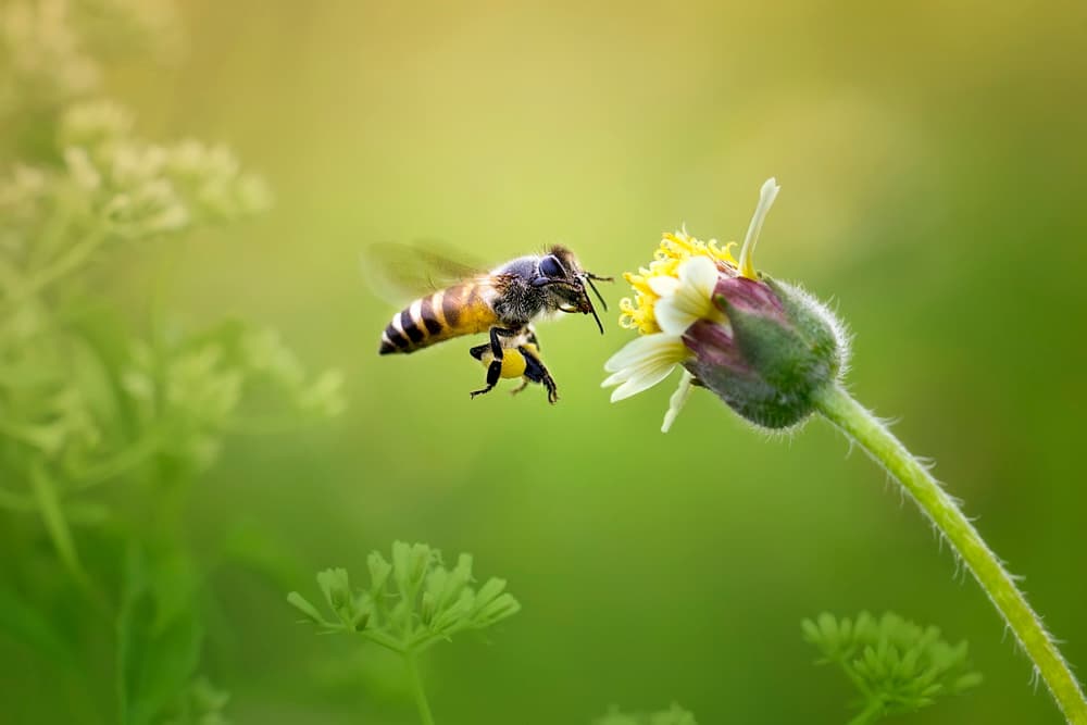 Honey Bee Nears Blossom by Fauzan Maududdin — canvas wall art