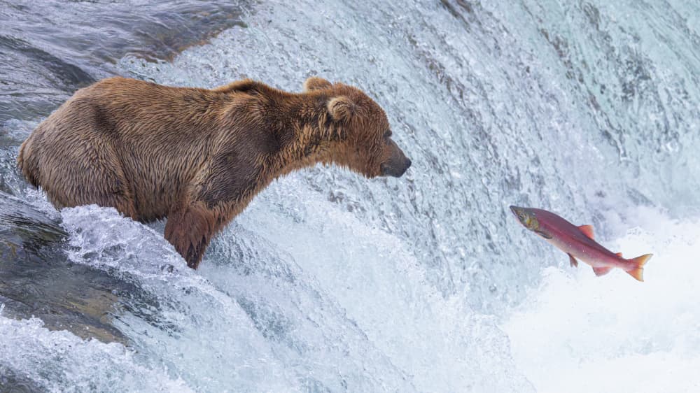 Bear's Salmon Leap by Yanny Liu — canvas wall art