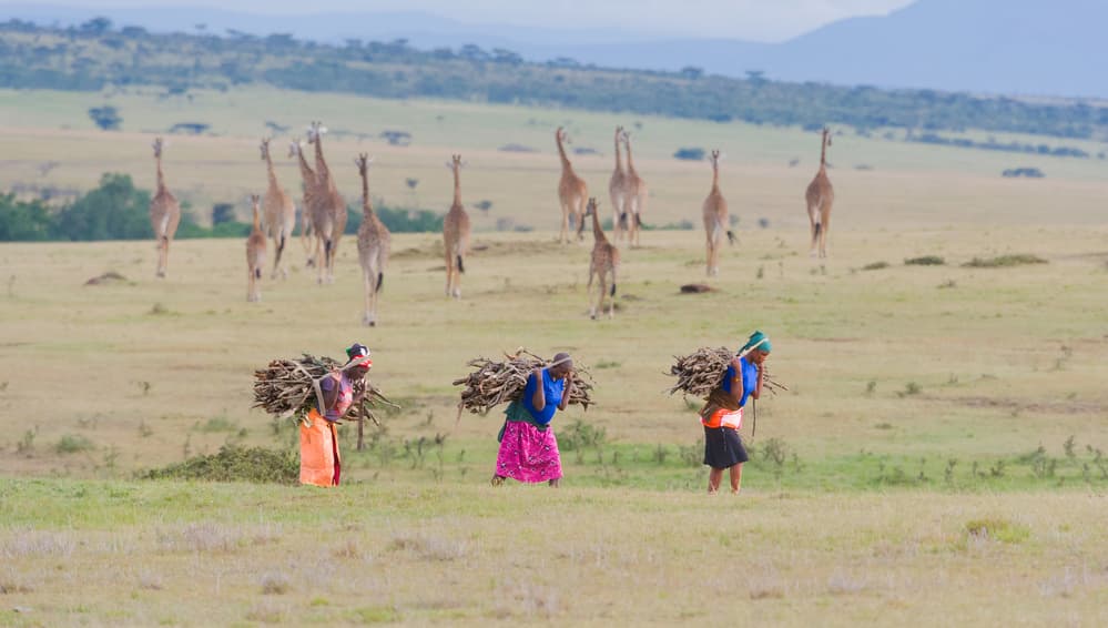 African Women and Giraffes by Cheng Chang — canvas wall art