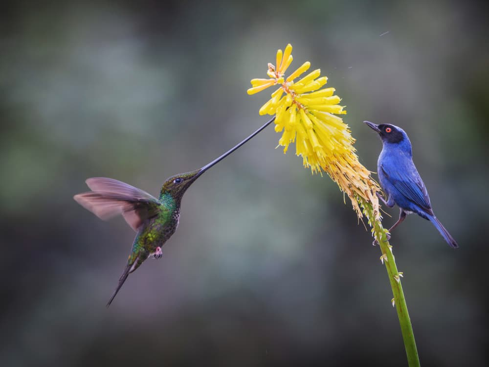Hummingbird and Blue Bird by Taksing (吉星高照) — canvas wall art