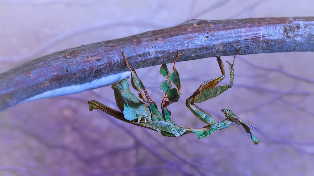 Camouflaged Praying Mantis by Jimmy Hoffman — canvas wall art