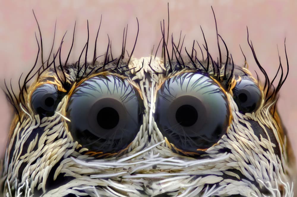 Jumping Spider Gaze by Carles Just — canvas wall art