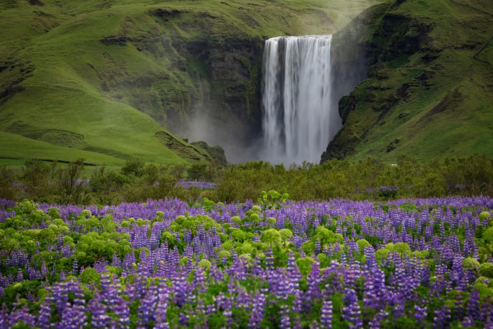 Misty Waterfall Purple Flowers by Lazar Ioan Ovidiu — canvas wall art