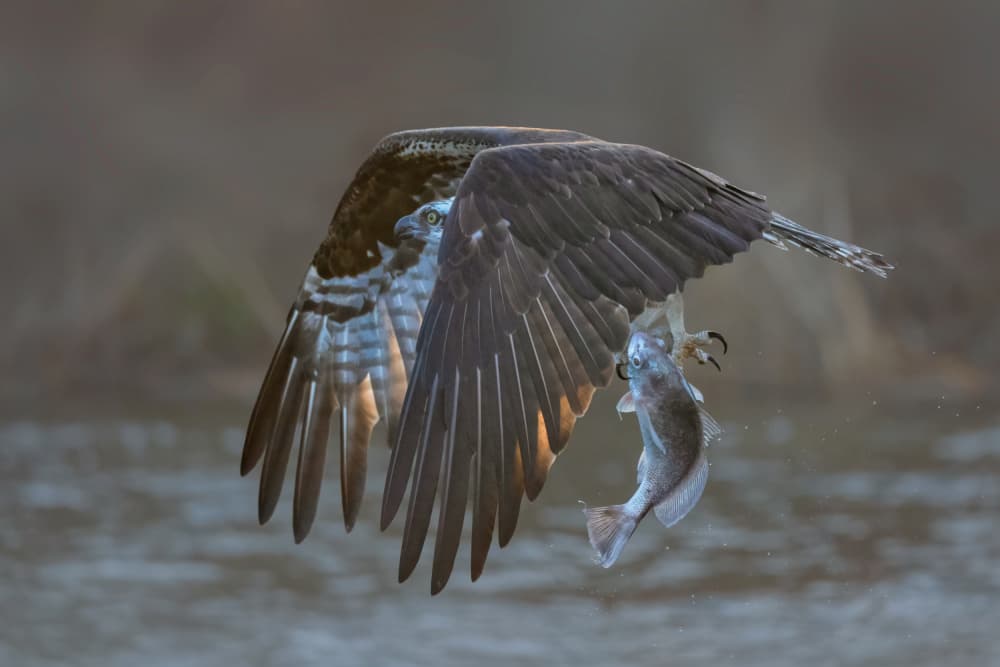 Osprey Catches Fish by Sheila Xu — canvas wall art