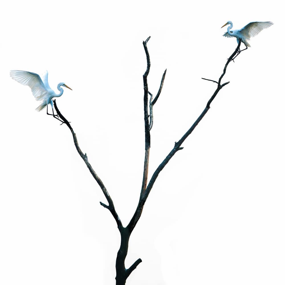 Egrets on Bare Branches by swapnil deshpande — canvas wall art
