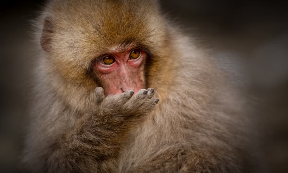 Thoughtful Snow Monkey by Joanna W — canvas wall art