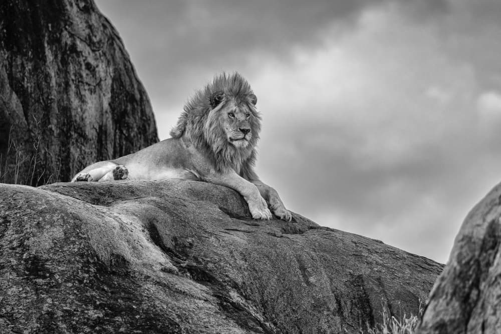 Majestic Lion on Rock by Ali Khataw — canvas wall art