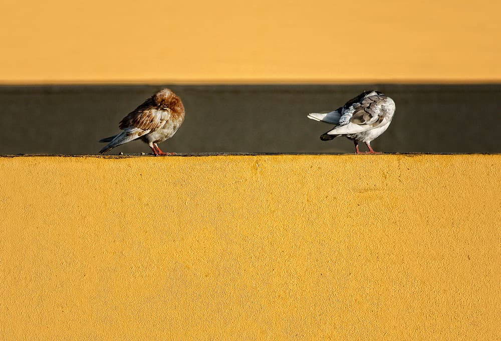 Two Pigeons Warm Light by Elena Arjona — canvas wall art