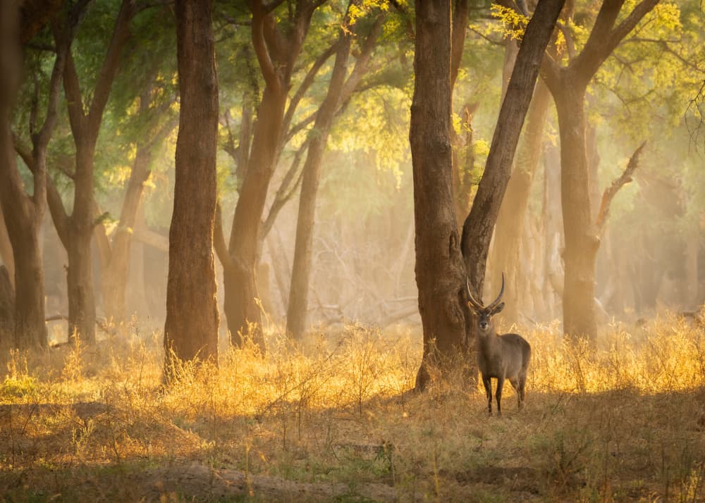 Waterbuck In Golden Light by Shobhit Chawla — canvas wall art