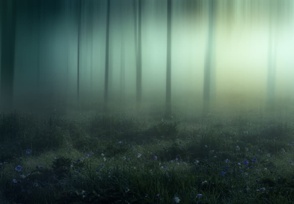 Misty Forest Dream by Haim Rosenfeld — canvas wall art