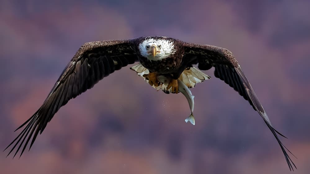 Bald Eagle Catches Fish by Hanping Xiao — canvas wall art