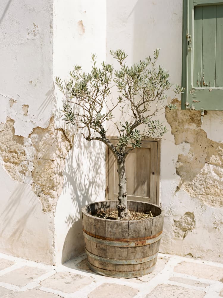 Mediterranean Olive Tree Corner by Andreas Magnusson — canvas wall art