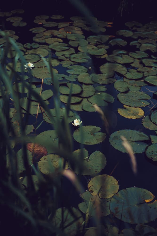 Peaceful Water Lilies by Aimee Giles — canvas wall art