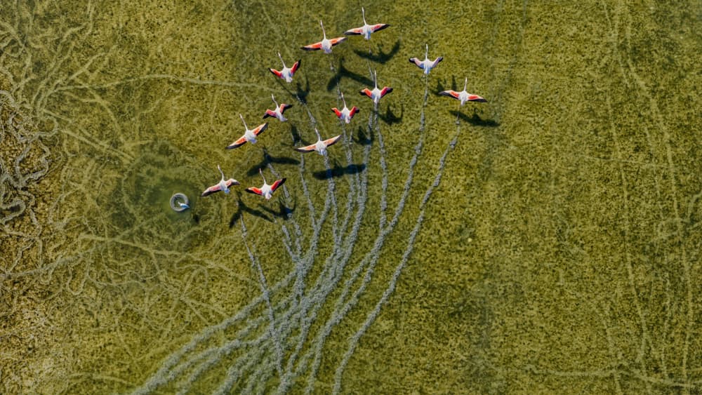 Aerial Flamingo Flight by Ido Meirovich — canvas wall art