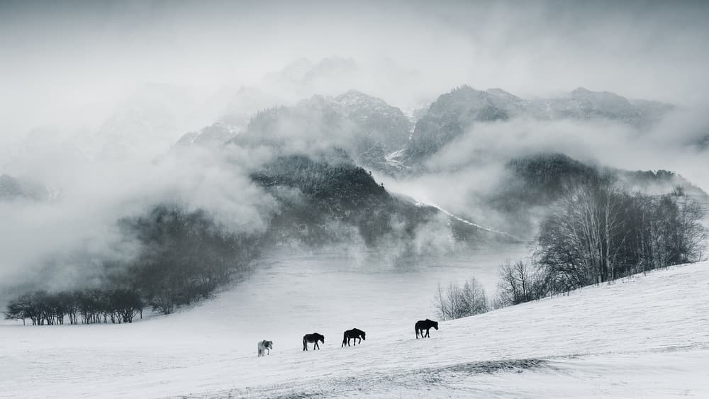 Misty Mountain Horses by Bingo Z — canvas wall art
