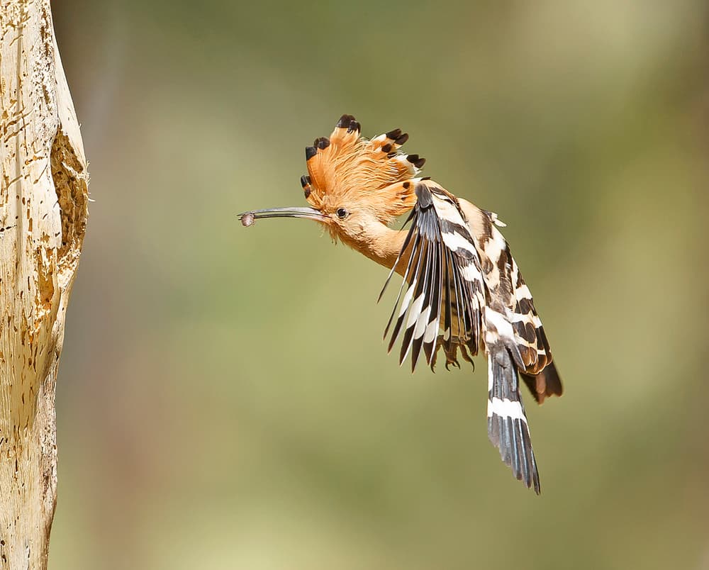 Hoopoe Bird in Flight by Shlomo Waldmann — canvas wall art